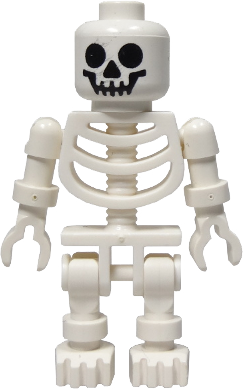 Skeleton with Standard Skull